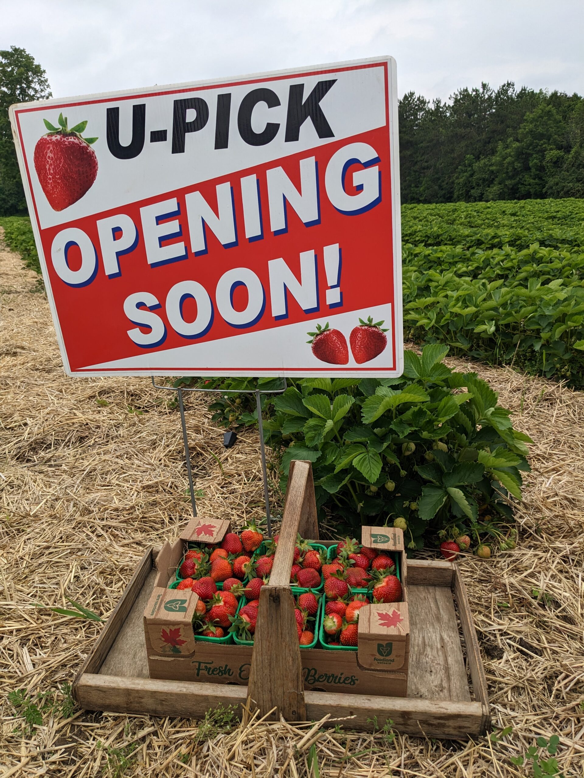 2024 Strawberry U Pick Garden Hill Farmers Market